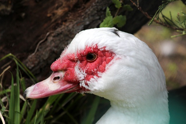 恐怖！本赛季杜伦作为挡拆顺下球员命中率高达83.3%